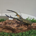 エラフスホソアカクワガタ♂83mmレプリカ標本 | オオクワ京都昆虫館