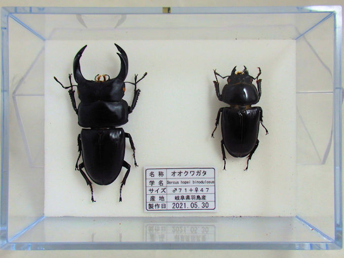 オオクワガタ♂71＋♀47（クワガタ標本） | オオクワ京都昆虫館