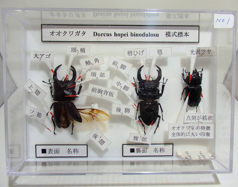 オオクワガタ♂70mm×2 ♀44mm （摸式標本No.1） | オオクワ京都昆虫館
