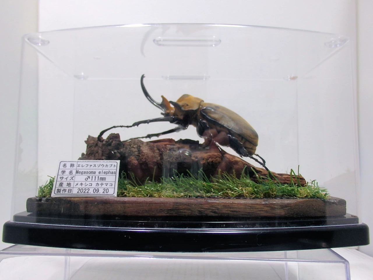エレファスゾウカブト♂111mm ジオラマ標本 | オオクワ京都昆虫館