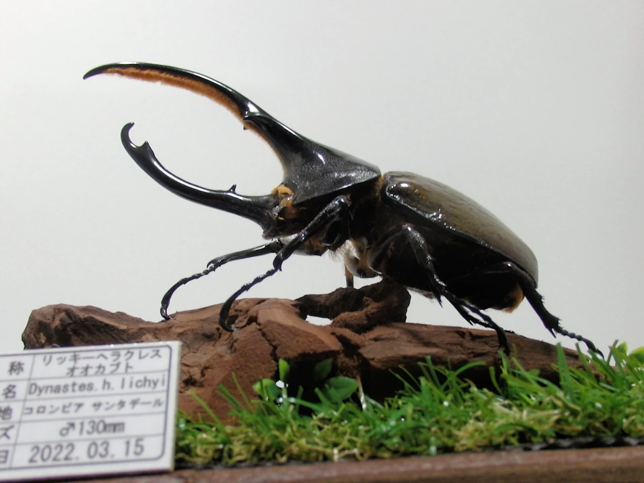 リッキーヘラクレスオオカブト♂130mm ジオラマ標本 | オオクワ京都