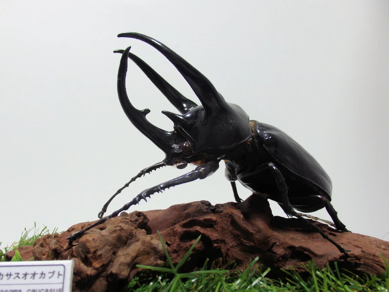 スマトラコーカサスオオカブト♂114mm ジオラマ標本 | オオクワ京都
