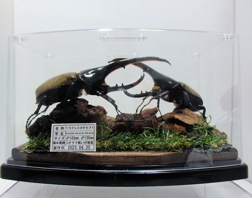 DHヘラクレスオオカブト♂142mm,♂130mm ジオラマ標本 | オオクワ京都