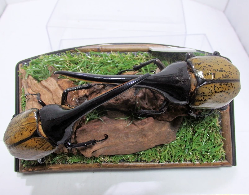 DHヘラクレスオオカブト♂142mm,♂130mm ジオラマ標本 | オオクワ京都