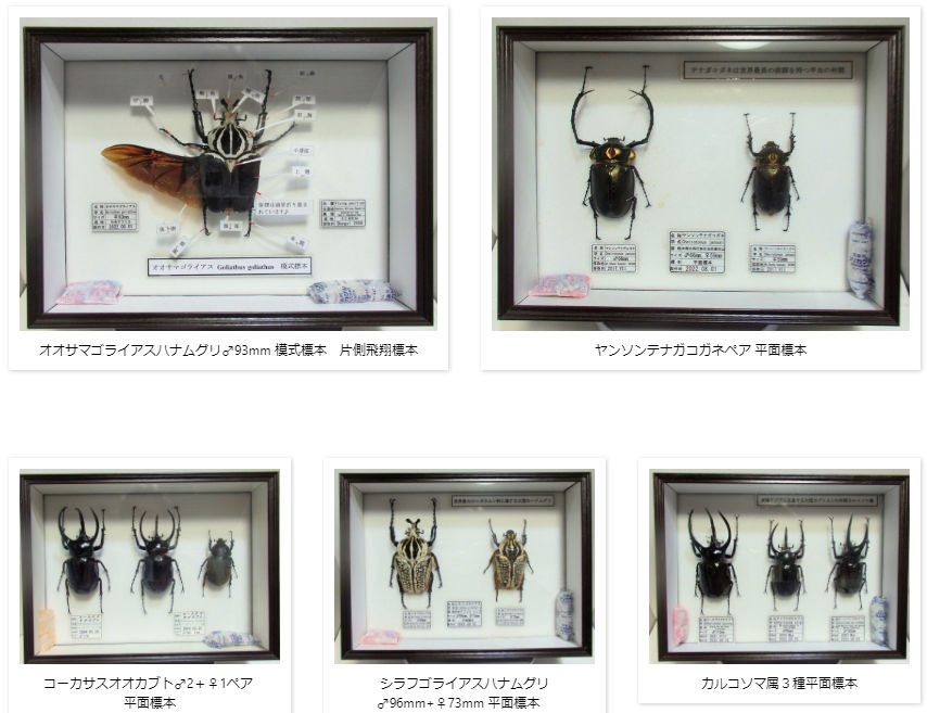ドイツ箱小 | オオクワ京都昆虫館 レンタル商品サイト