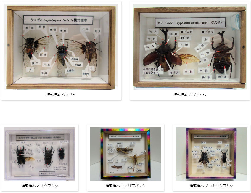 パターンA 簡易木製標本箱 平面標本5点セット04 | オオクワ京都昆虫館