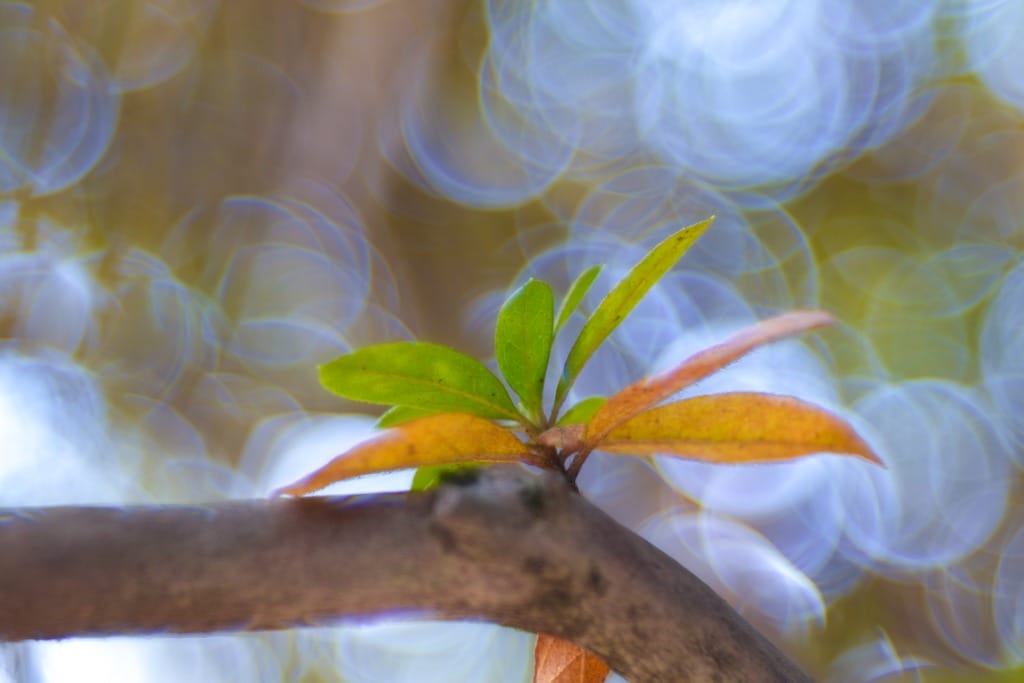 Trioplan 100mm f2.8VのReview作例 シャボン玉バブルボケ Meyer-Optik