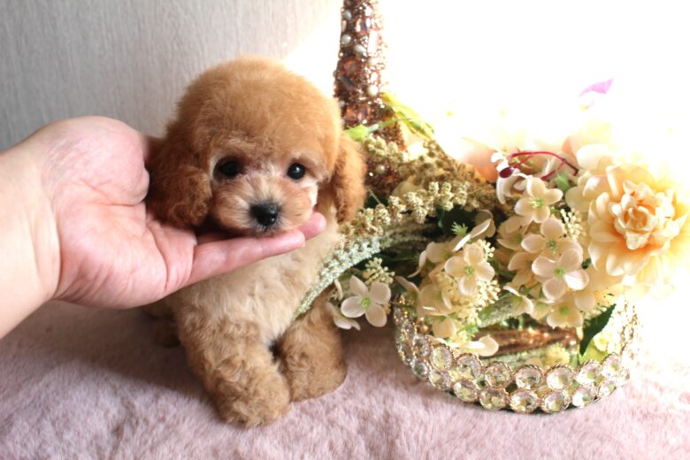 仔犬情報 トイプードル仔犬専門店 One Pooh