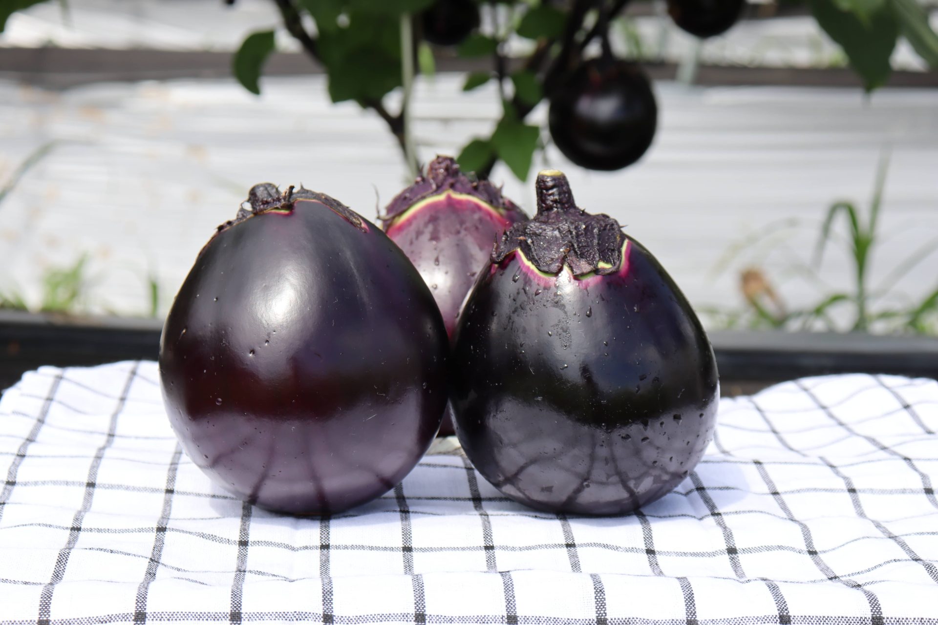 鳥飼なす | 大阪産(もん)データベース