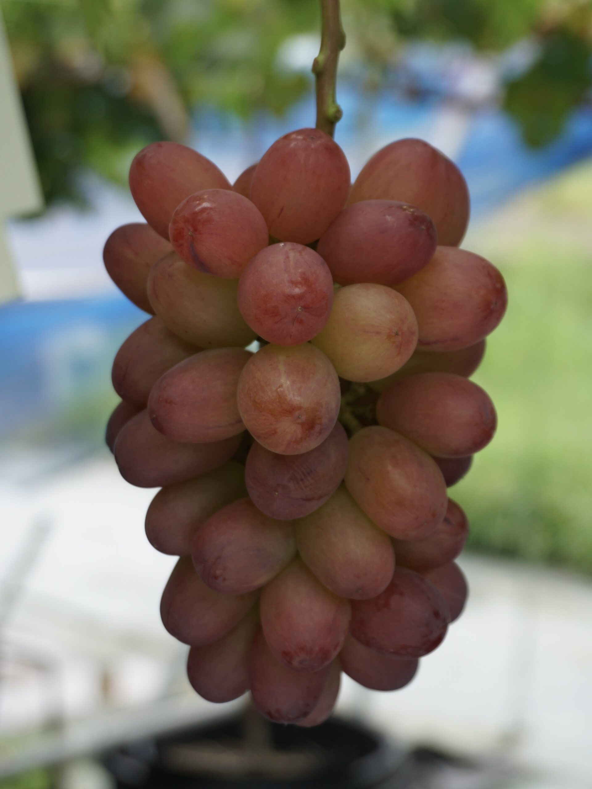 ぶどうのご紹介 | おさなごファームラボラトリー