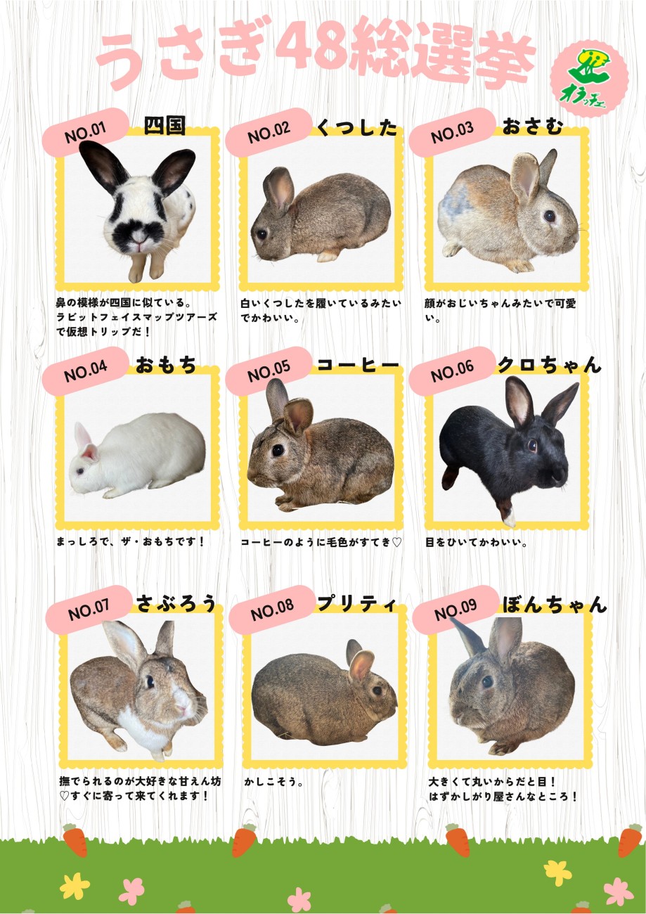 うさぎ48 エントリーうさぎ | 酪農王国オラッチェ