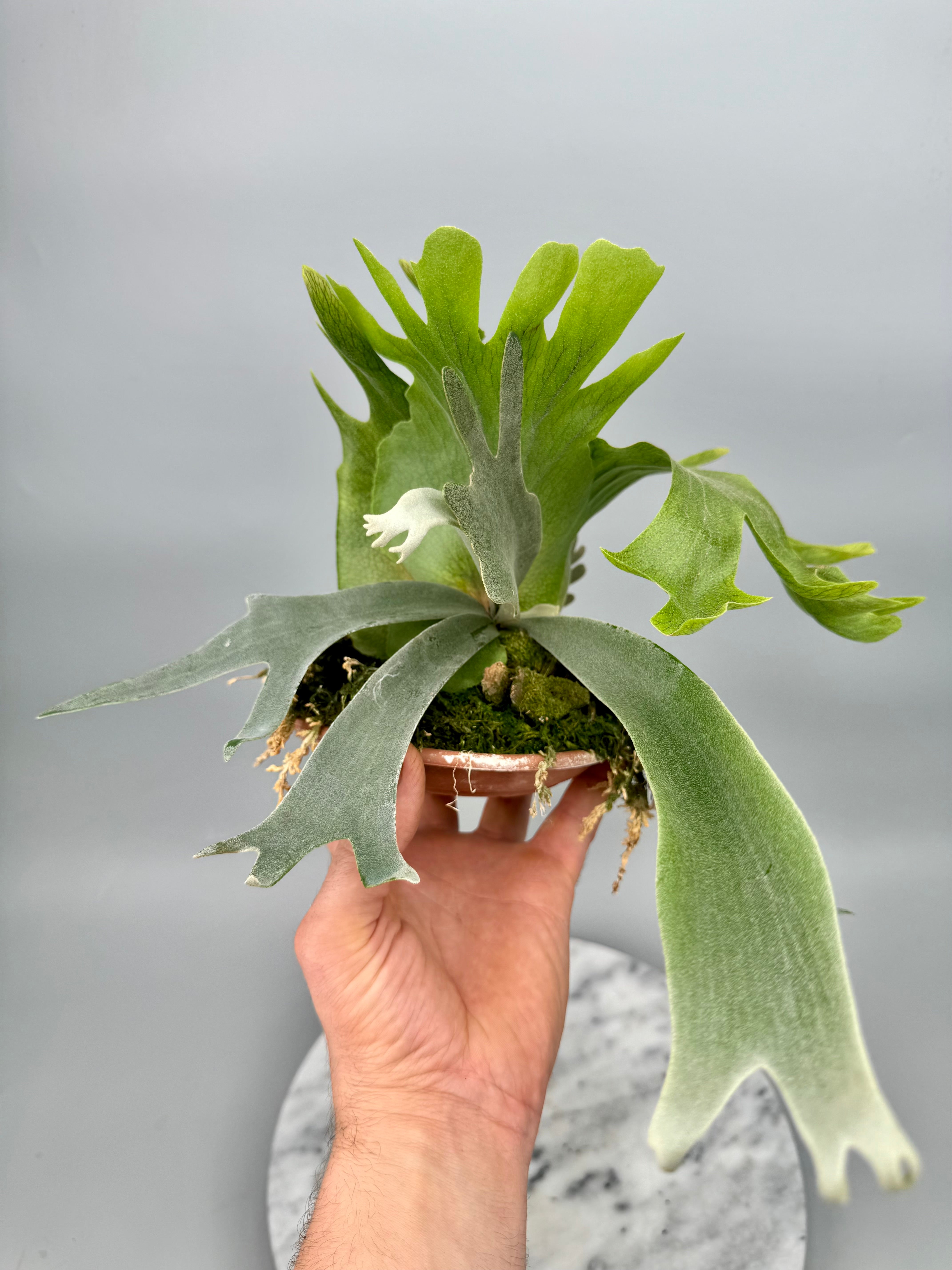 P.wilinckii Omg Nano spore セット ビカクシダ OMG spore Nano spore