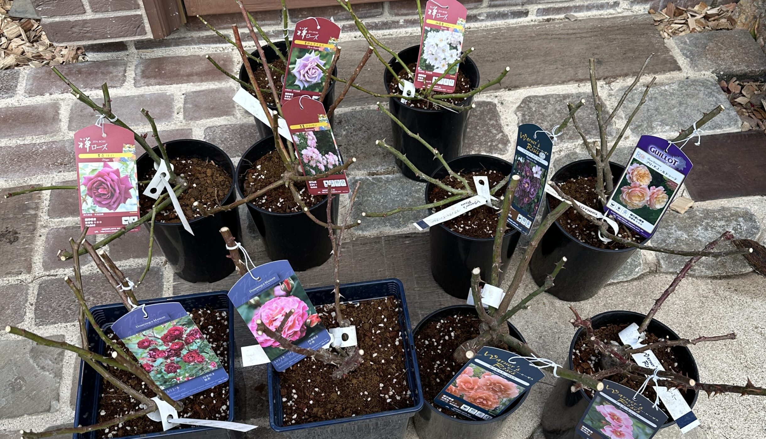 k20)Baccarat バカラ オーキッドフラワー 洋蘭 パープル k20)Baccarat