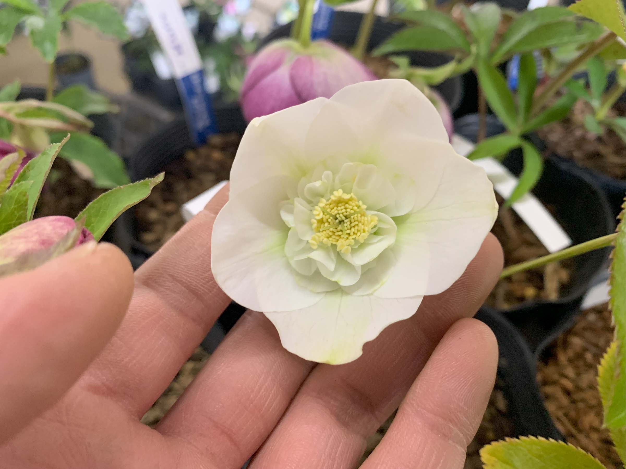 1F|入荷商品ピックップ(クリスマスローズなど!) | オザキフラワー