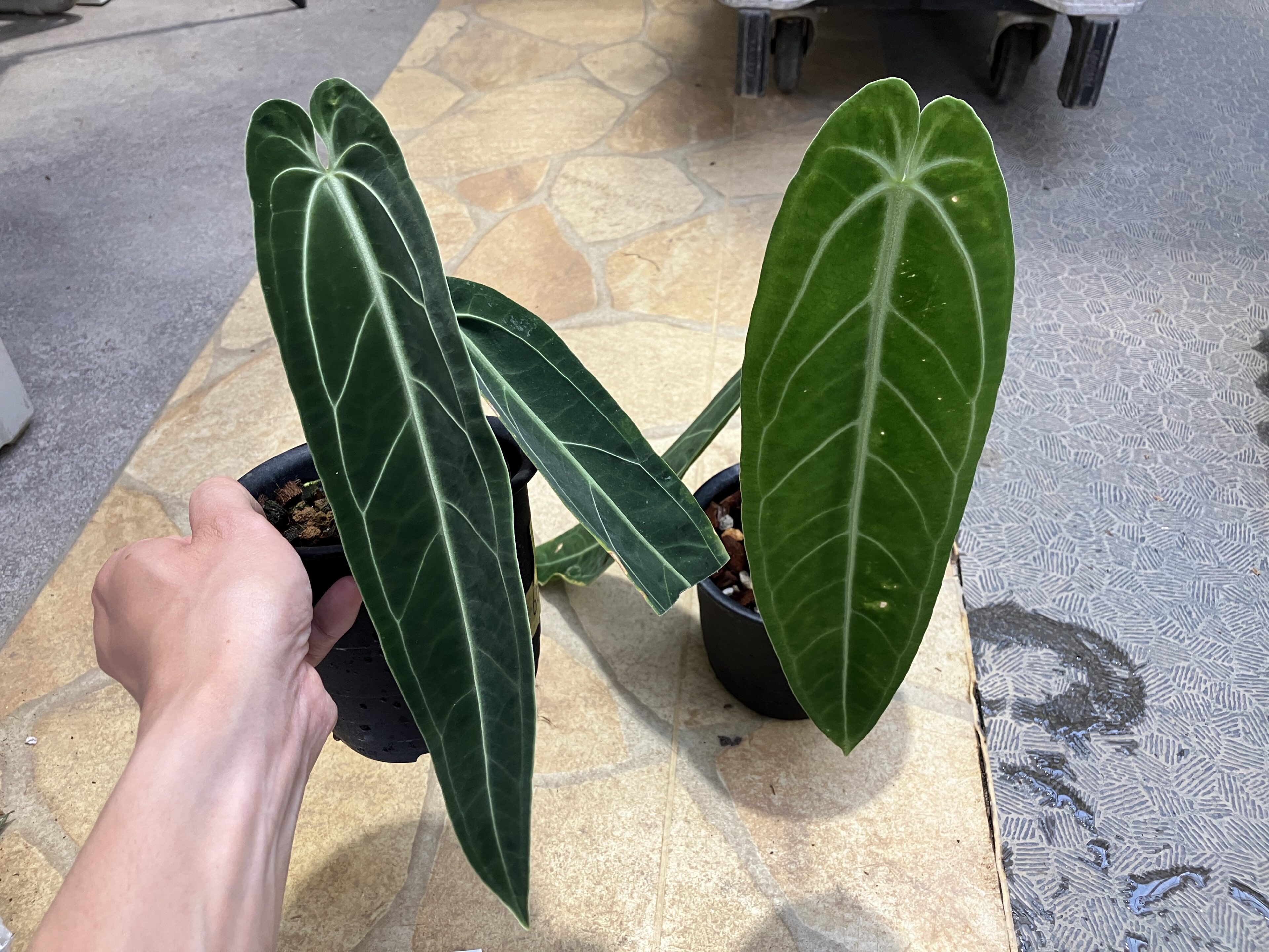 今週の湿度系ショーケース Aglaonema Anthurium Spathiphyllum