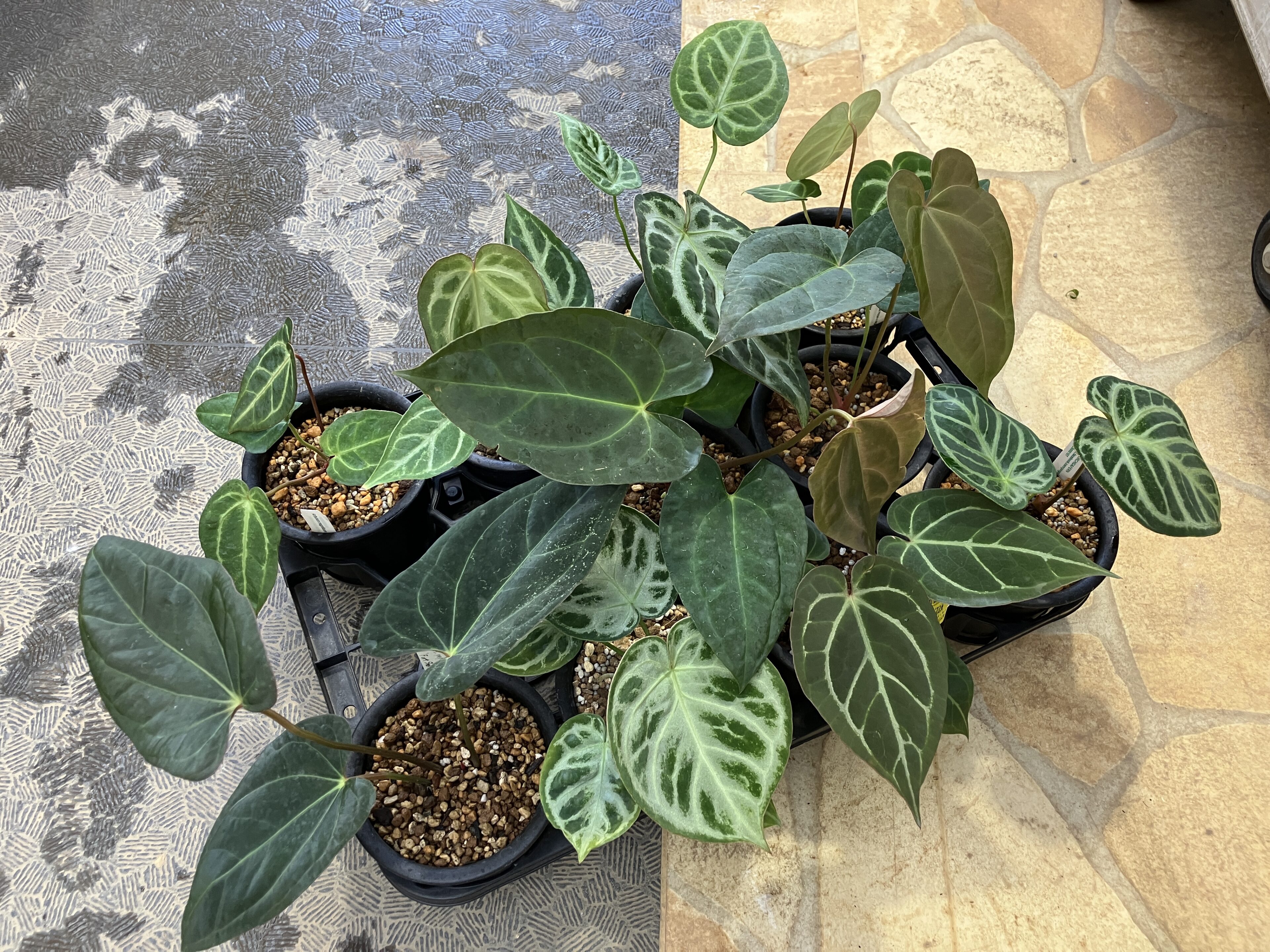 原種系のアンスリウム | オザキフラワーパーク | オザキフラワーパーク