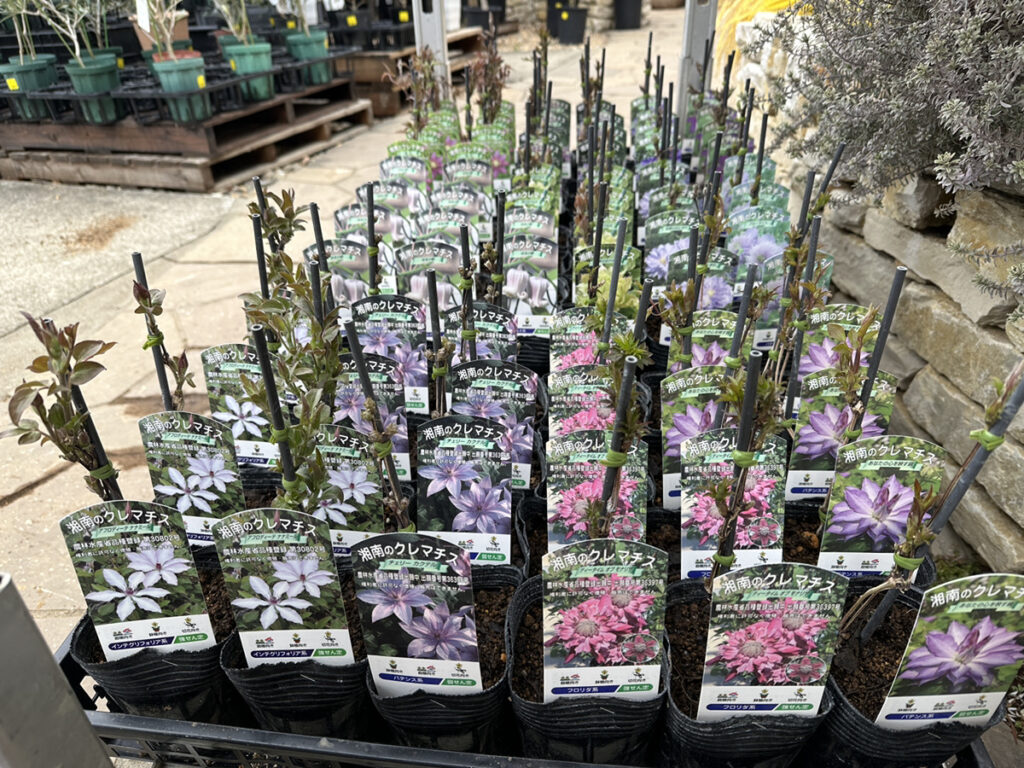 湘南クレマチス園よりクレマチス入荷しました! | オザキフラワーパーク