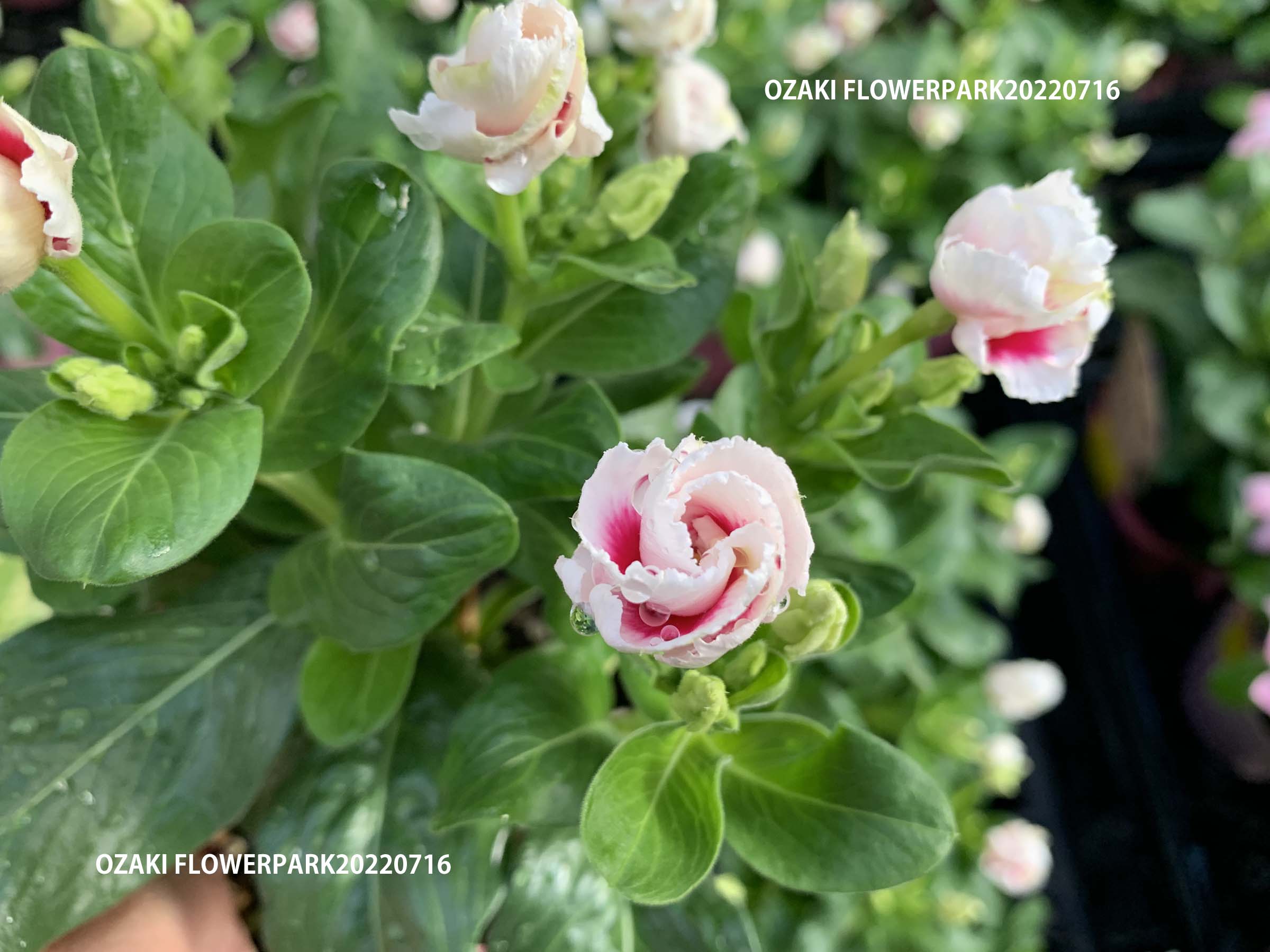 1F|入荷商品ピックアップ | オザキフラワーパーク | オザキフラワーパーク