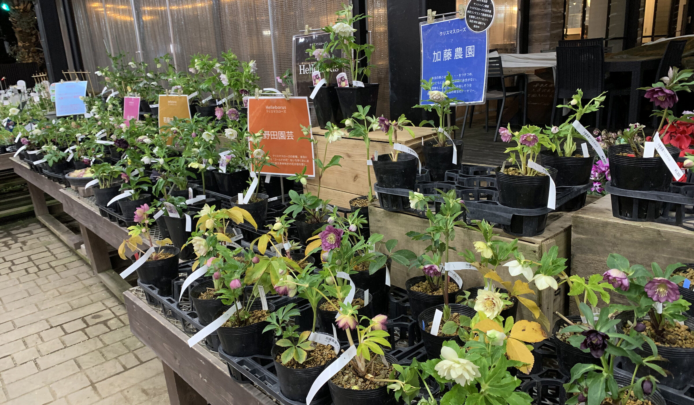1F|クリスマスローズ開花株追加と売り場を少し | オザキフラワーパーク