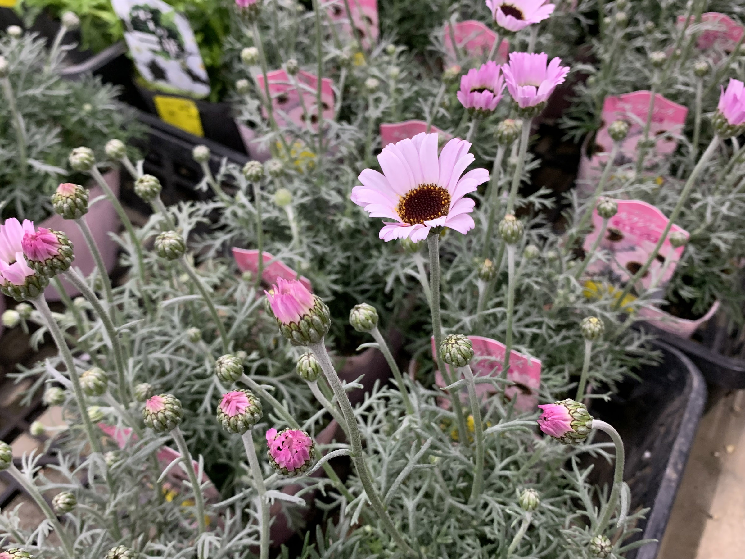 1F|クリスマスローズ追加(加藤農園 千重咲きモーリー!!) | オザキ