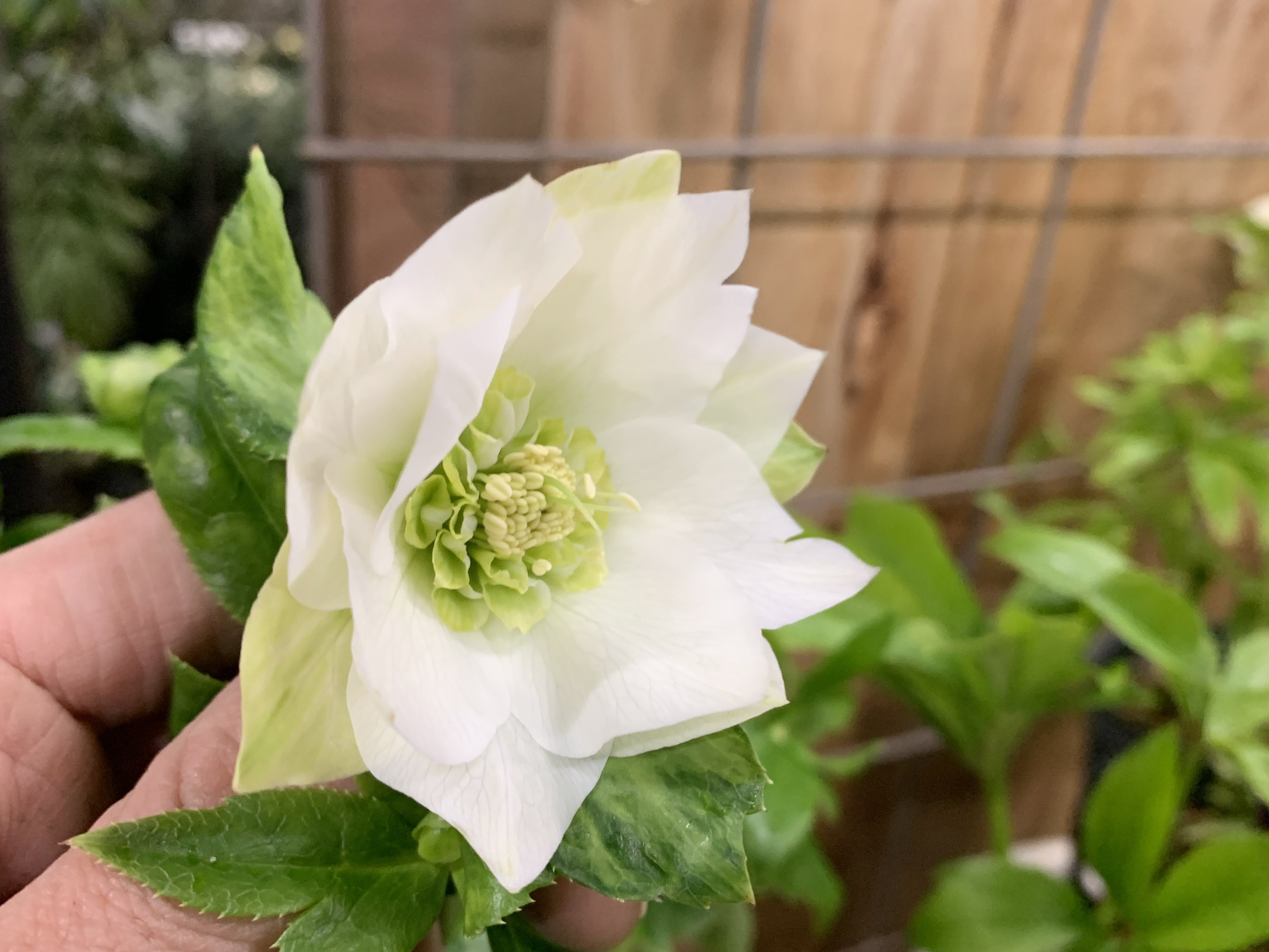 2618小輪系カップ咲ブルーグレーss 若泉ファームクリスマスローズ開花