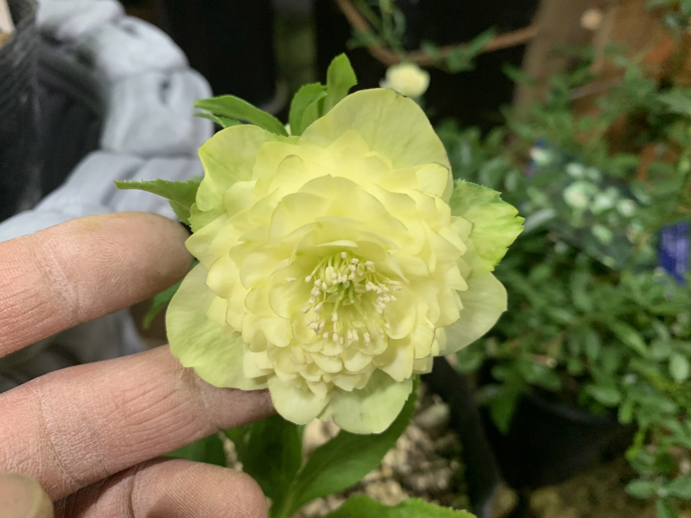 1F|クリスマスローズ開始です！ | オザキフラワーパーク | オザキ