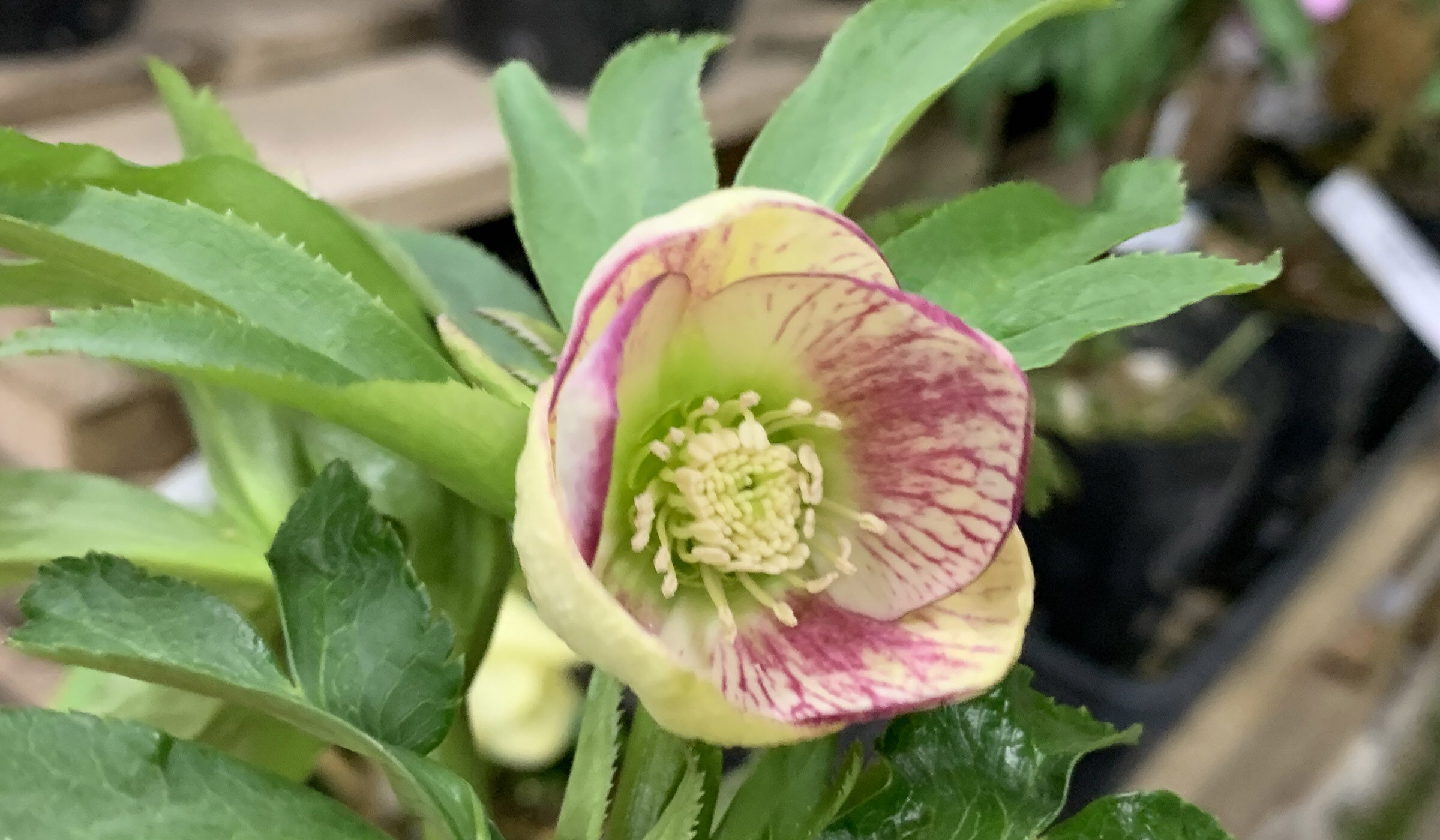 1F|クリスマスローズ入荷など! | オザキフラワーパーク | オザキ