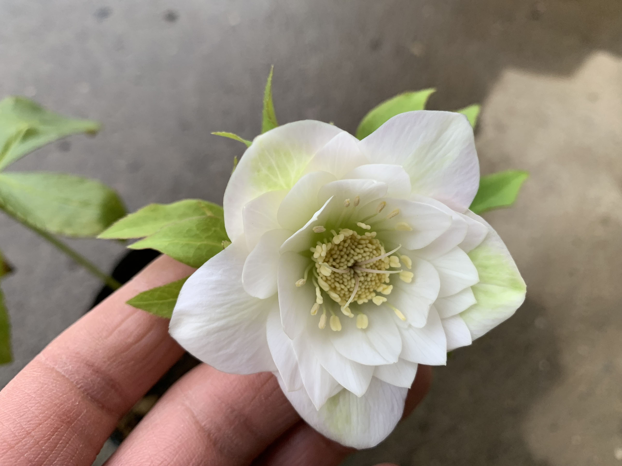 1F|入荷商品ピックアップ(ｸﾘｽﾏｽﾛｰｽﾞ、草花) | オザキフラワーパーク