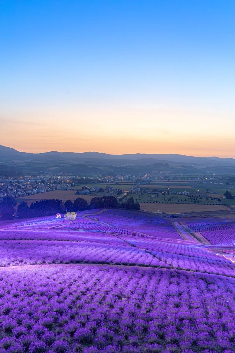 あまりにも綺麗」幻想的なラベンダー畑の風景が話題に「このラベンダー