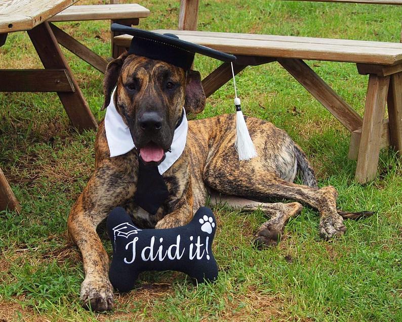 Dog Puppy Training Graduation Cap and Bone Toy (Pink, Black or