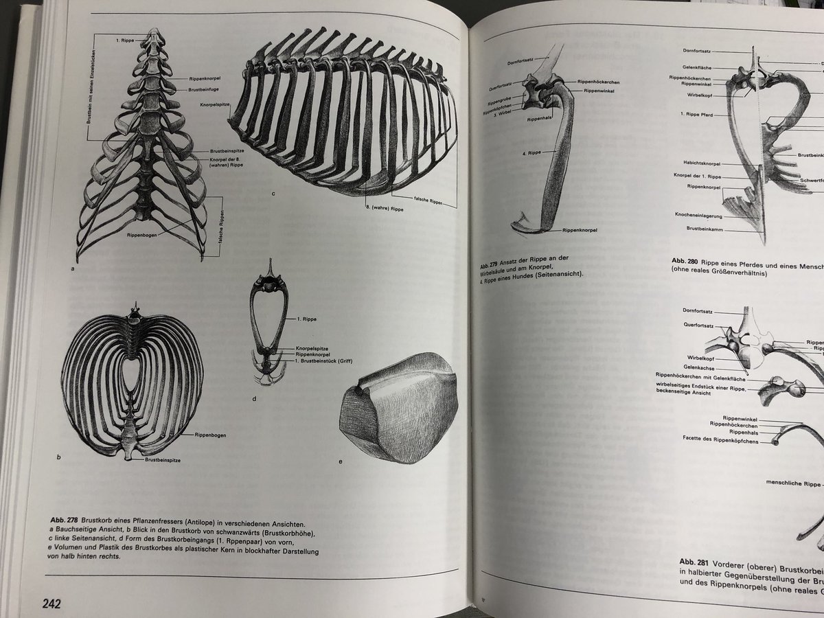 今年はゴットフリード・バメスを皮切りに、複数の良質な美術解剖学関連