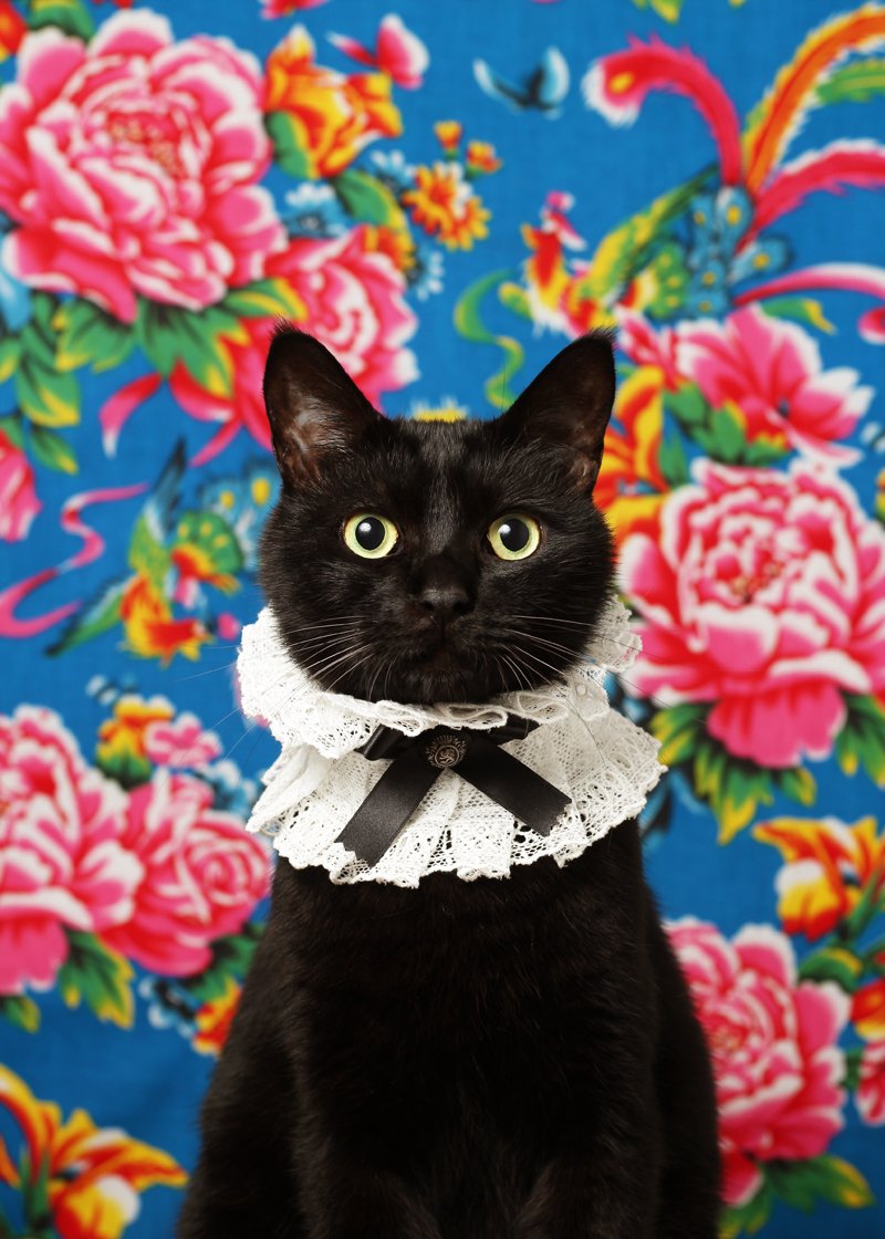 9cm幅の綿レースをたっぷり使ってプリーツ首輪を作りました