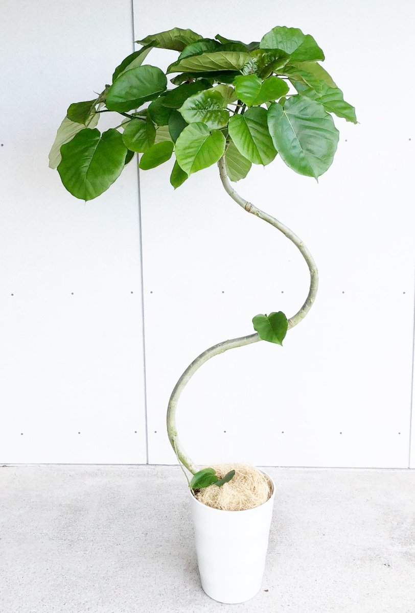 フィカス・ウンベラータ 8号 約140cm、S字に曲がりのある樹形です