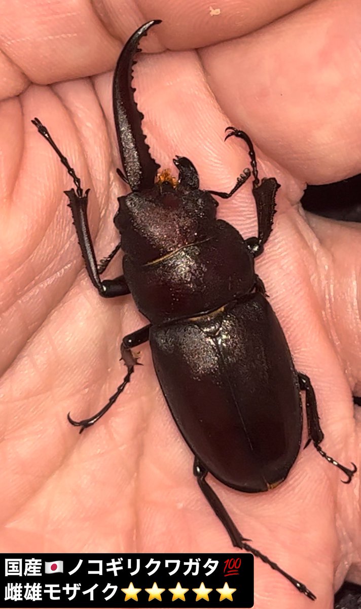 雌雄モザイク #ノコギリ #クワガタ #雌雄同体 #優勝 #ギナンドロモルフ