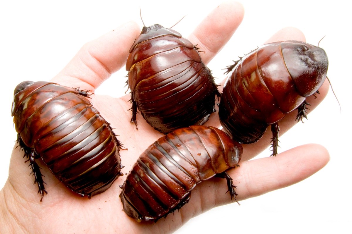 世界で最も重たいゴキブリ。 オーストラリアのヨロイモグラゴキブリ