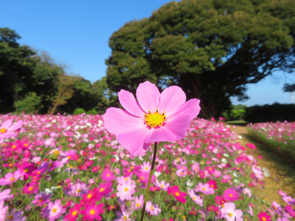 のこのしまアイランドパークです。 【本日の画像】 園内遅咲きコスモス