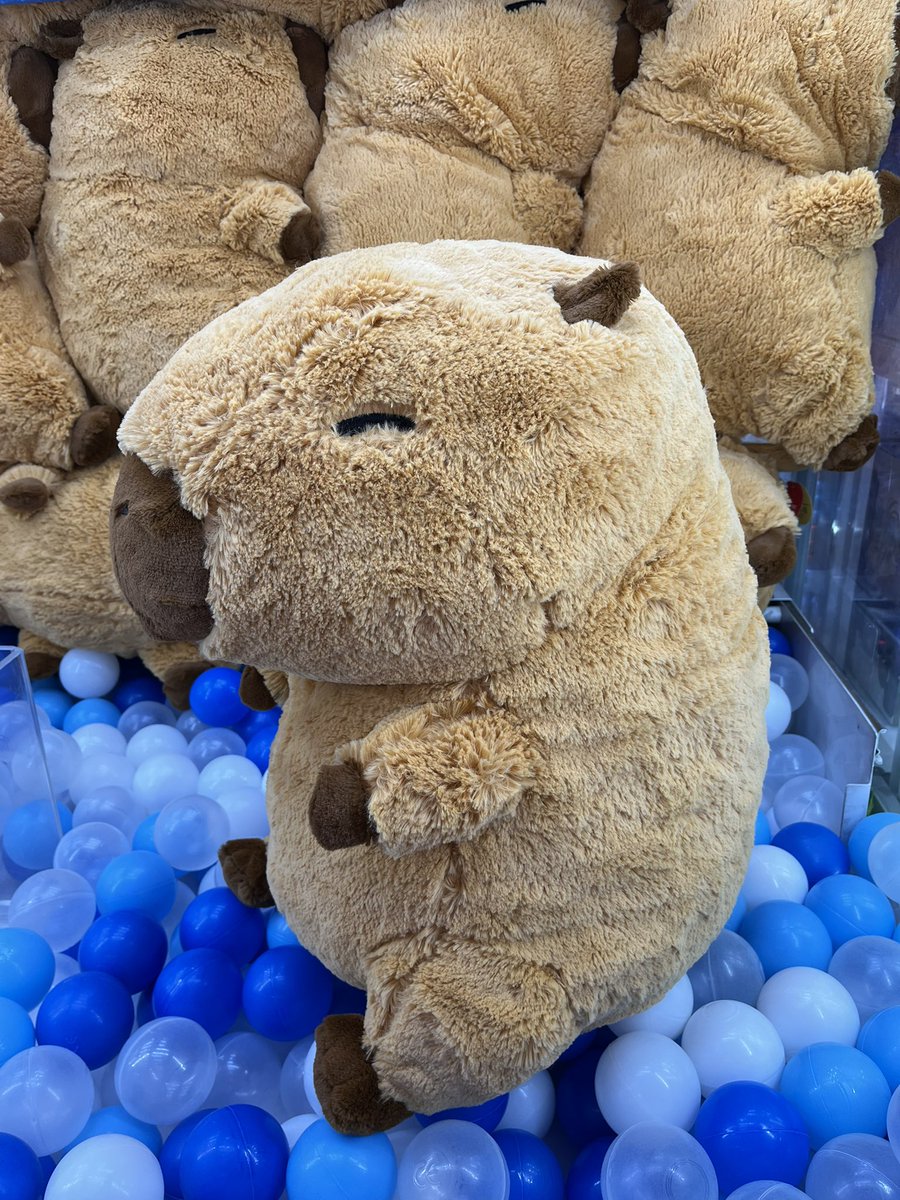 こちらの｢超ドでかい！カピバラさんぬいぐるみ｣ 残りわずかです