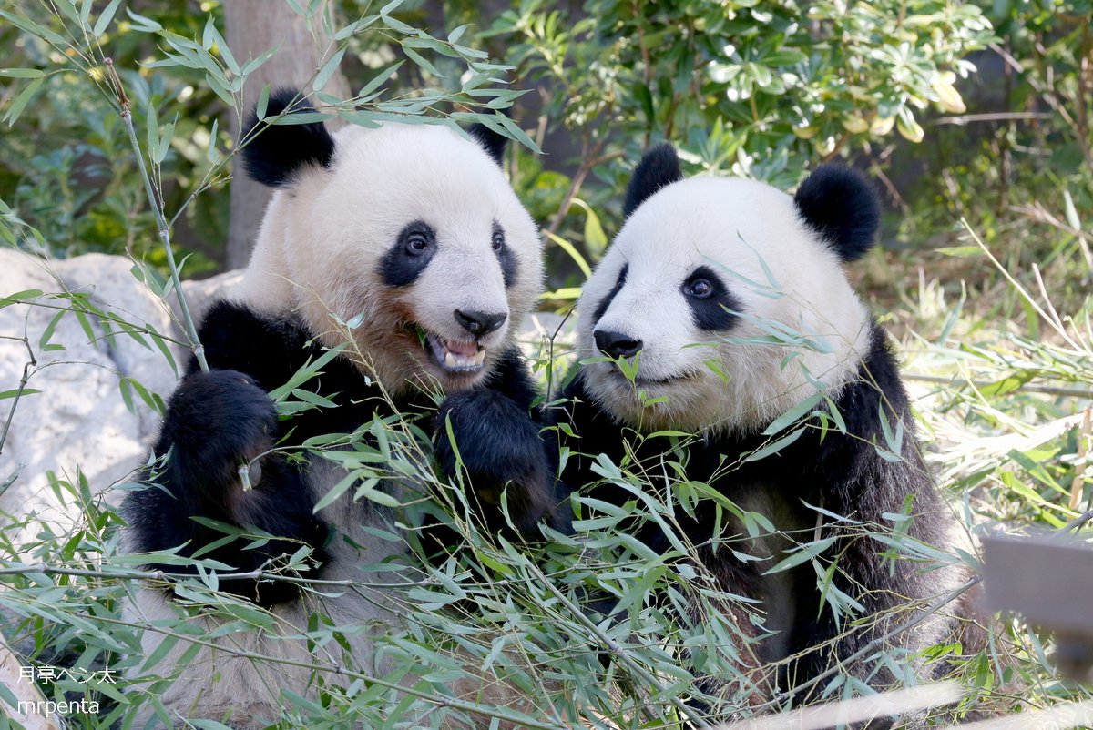 シャオシャオ #レイレイ 2023.11.16 上野動物園