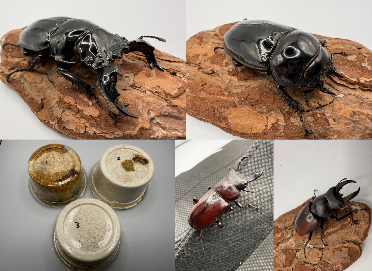 カブ太郎クワ次郎 (@1978insectkbkw) / Posts / X