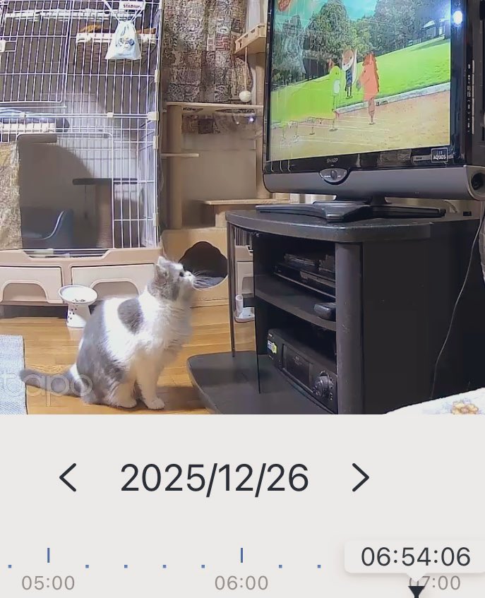 にゃー(飼い猫) (@Fl7m5NyhLHBzLcv) / Posts / X