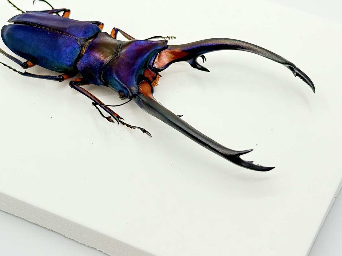 エラフスホソアカクワガタ 青 95mm、紫 97mm ヤバイ標本が届いた