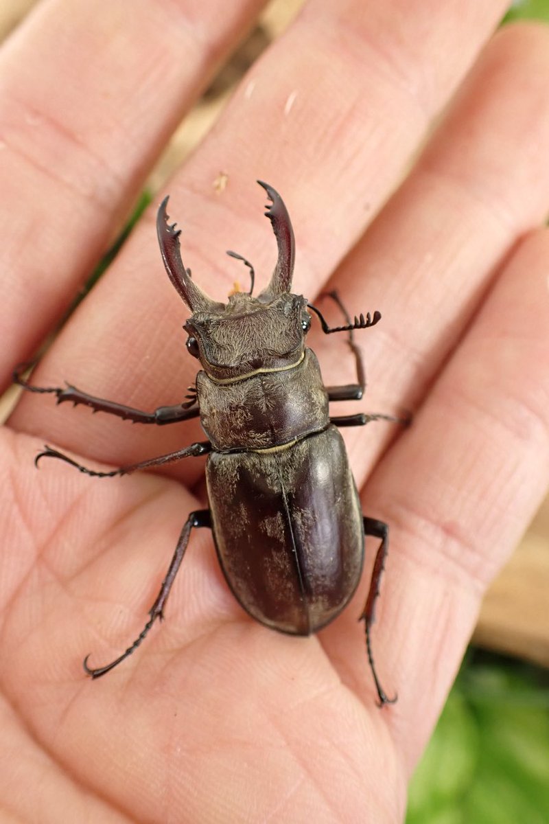 Sparkle Beetle (@BeetleSparkle) / Posts / X