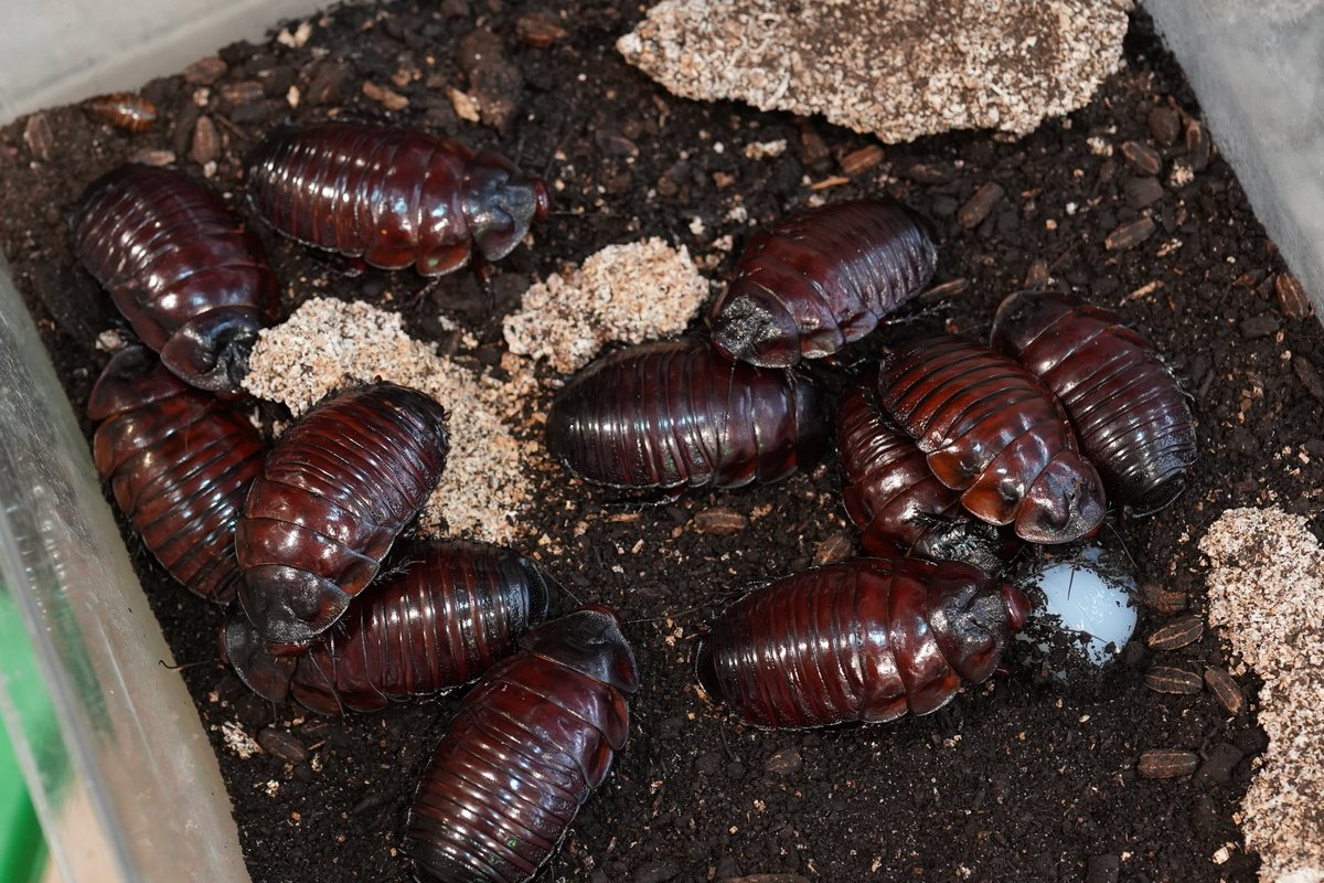 ヨロイモグラゴキブリ 全てオーストラリアで採集されたワイルド個体