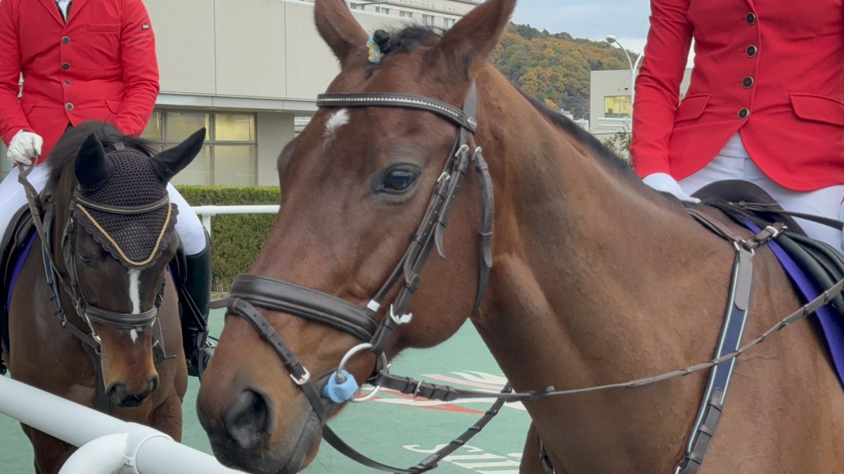 福島競馬場の誘導馬ヨシオ、立派に生きて、立派に走り、立派な誘導馬に
