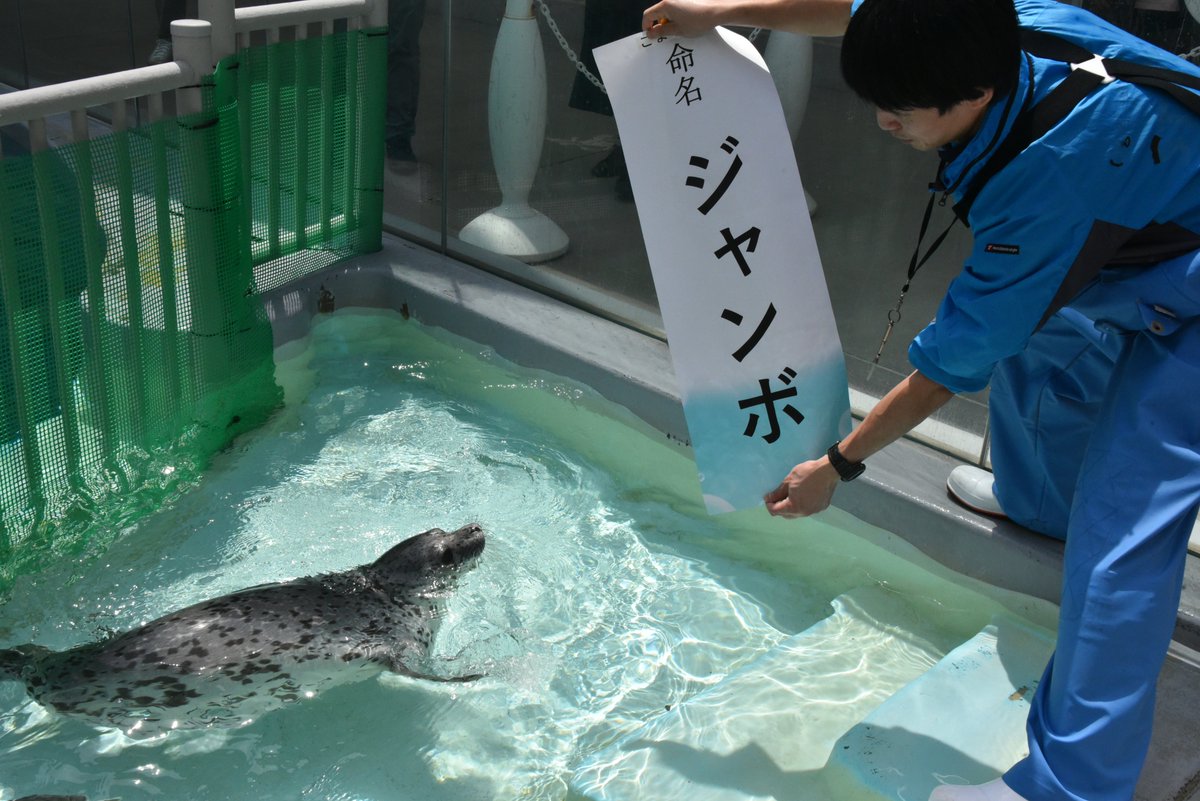 今年産まれた2頭のゴマフアザラシの名前は「スカイ」と「ジャンボ」に