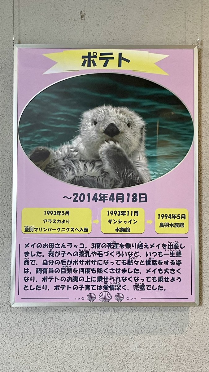 鳥羽水族館のお母さんラッコ🤱 ①プックさん（子＝チャチャちゃん） ②
