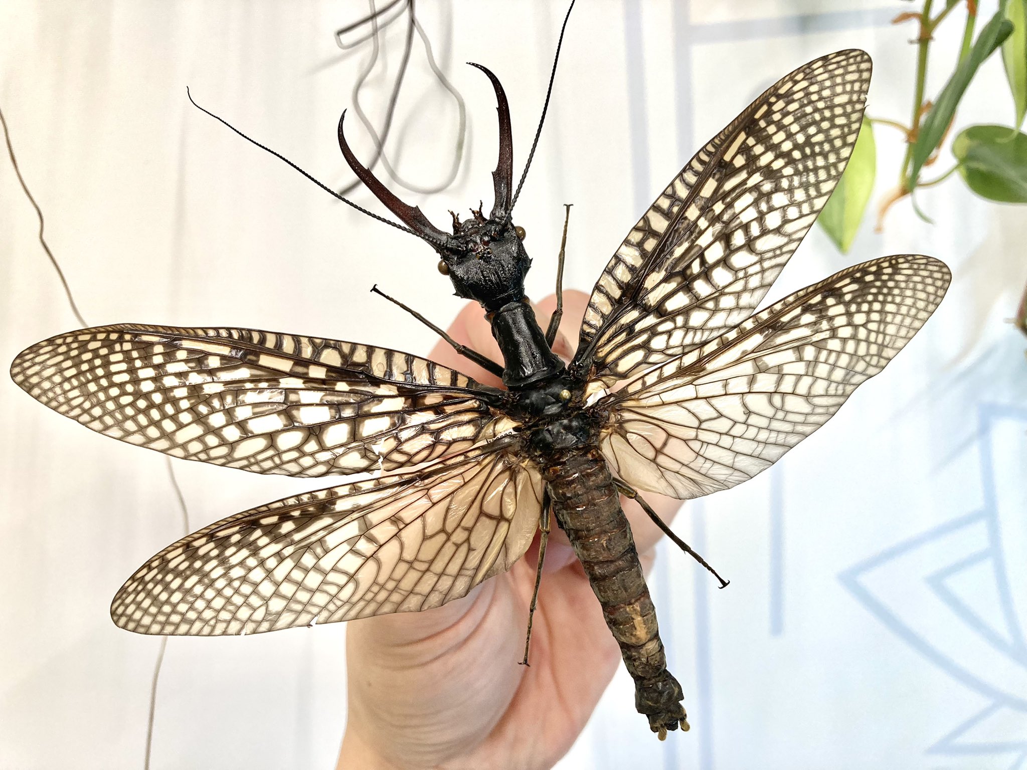 希少 オオキバヘビトンボ 標本 【公式通販】