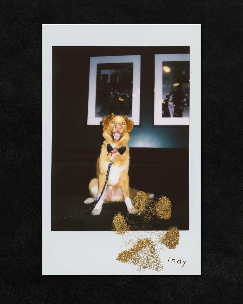 犬視点のホラー映画『GOOD BOY』、主演犬インディの肉球サイン入り