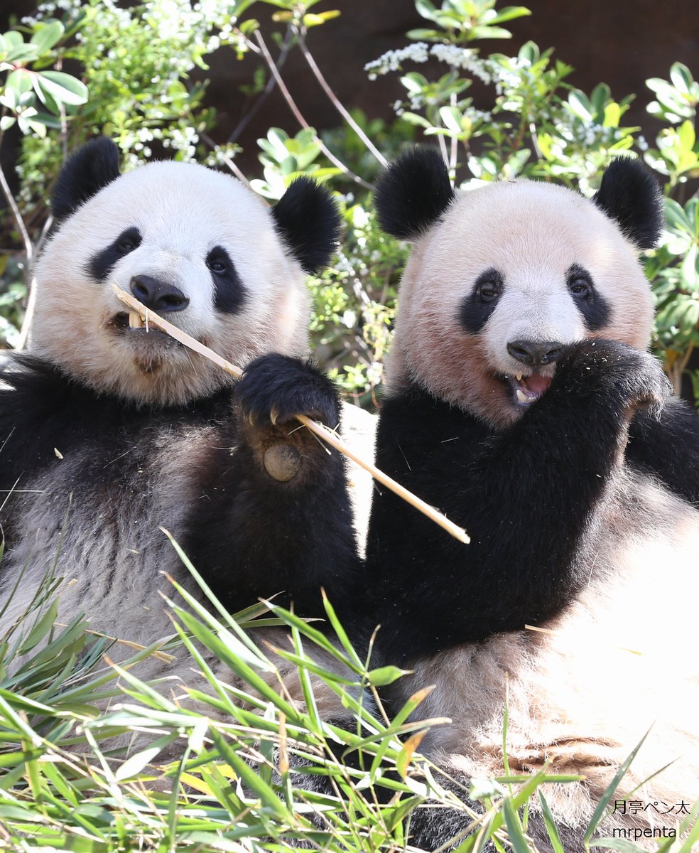シャオシャオ レイレイ 2024.03.30 #上野動物園