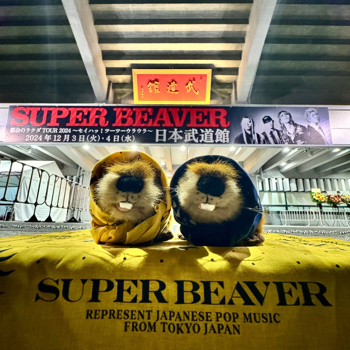 明 日！】 #SUPERBEAVER 都会のラクダ TOUR 2024 〜セイハッ!ツーツー